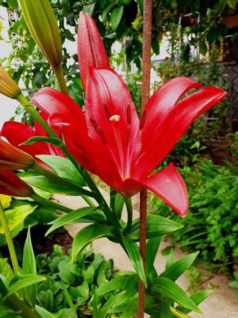  - Crini de gradina 2015- prezent