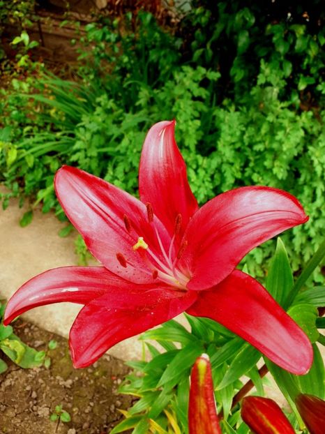  - Crini de gradina 2015- prezent