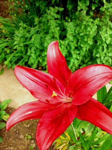  - Crini de gradina 2015- prezent