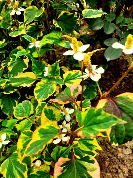  - Alte flori