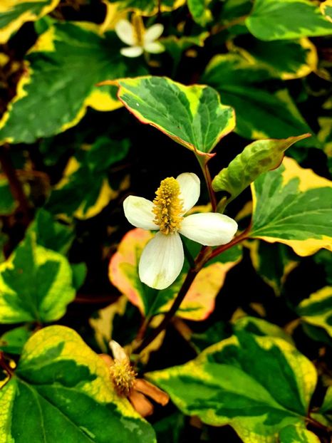  - Alte flori