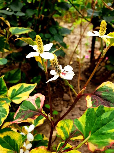  - Alte flori