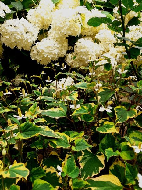  - Alte flori