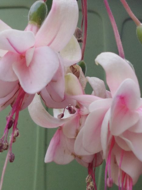 Harry gray - My Fuchsia Collection