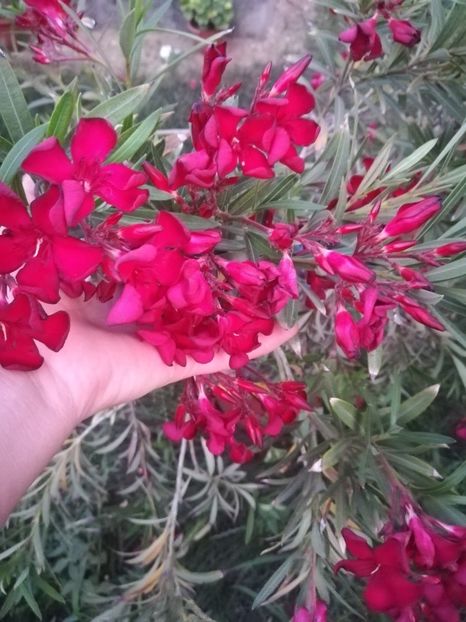 Petitte Red - A-Flori 2020