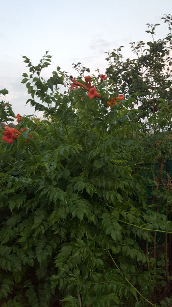 campsis radicans(luleaua turcului) - Gradina si terasa PrimaLuce_7-Hello 2020