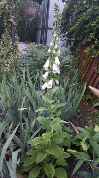 digitalis "Pams choice" - Gradina si terasa PrimaLuce_7-Hello 2020