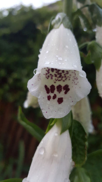 digitalis "Pam's choice" - Gradina si terasa PrimaLuce_7-Hello 2020