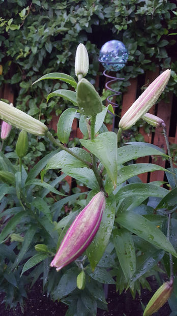 lilium orientale "Empoli" - Gradina si terasa PrimaLuce_7-Hello 2020