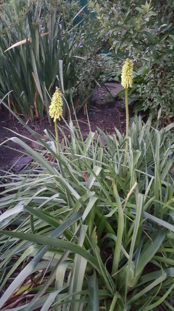 kniphofia uvaria "lemon" - Gradina si terasa PrimaLuce_7-Hello 2020