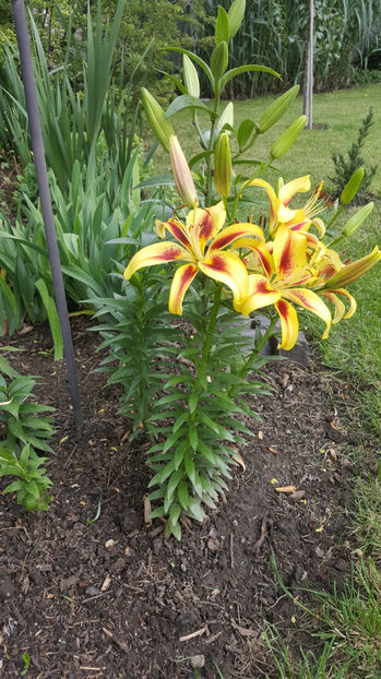 lilium orientale "viva la vida" - Gradina si terasa PrimaLuce_7-Hello 2020