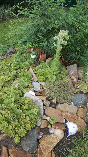 sempervivum mix - Gradina si terasa PrimaLuce_7-Hello 2020