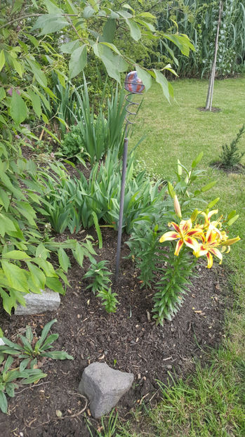 lilium orientale "viva la vida" - Gradina si terasa PrimaLuce_7-Hello 2020