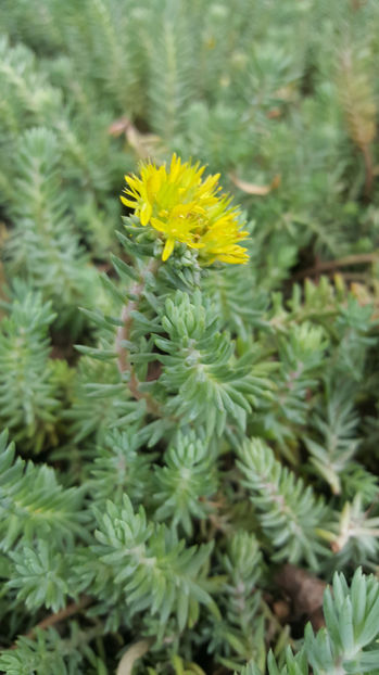 sedum rupestre - Gradina si terasa PrimaLuce_7-Hello 2020
