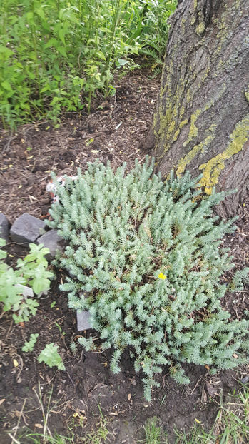 sedum rupestre - Gradina si terasa PrimaLuce_7-Hello 2020