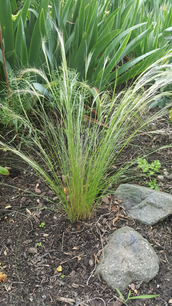 stipa capillata hybr, - Gradina si terasa PrimaLuce_7-Hello 2020