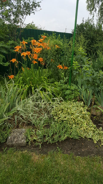 hemerocallis flava - Gradina si terasa PrimaLuce_7-Hello 2020