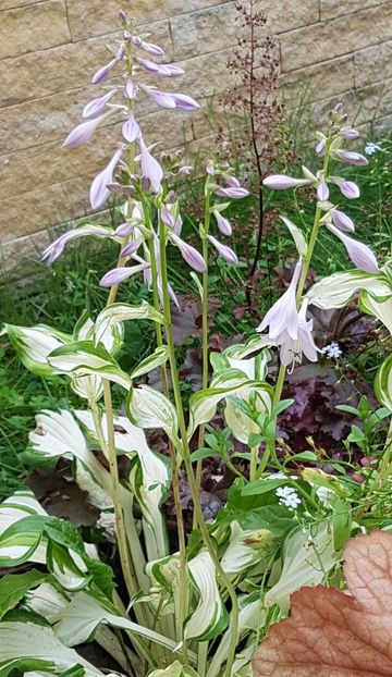 Hosta variegata - Iulie 2020