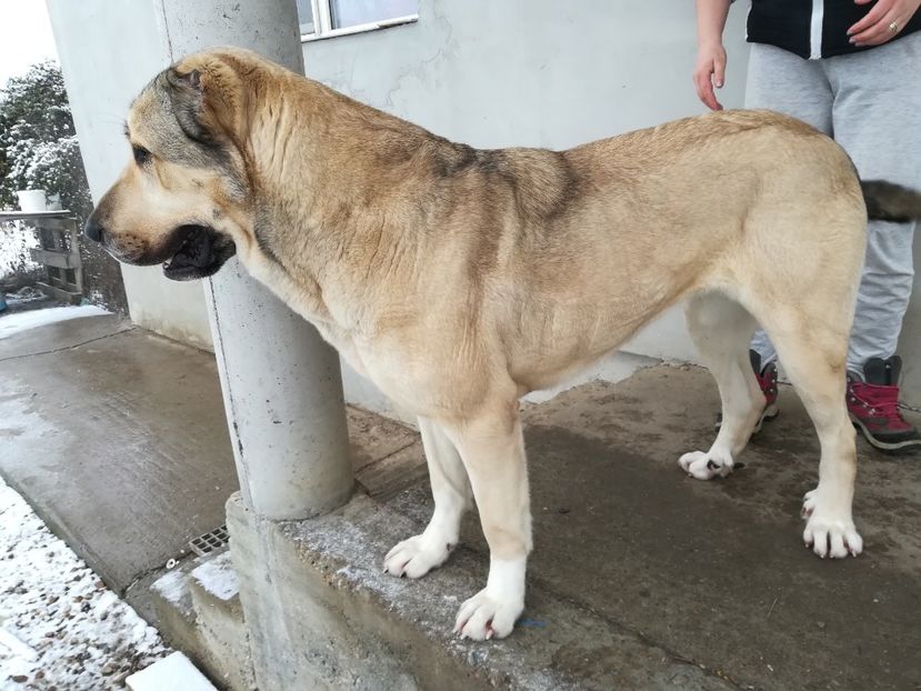  - Kangal