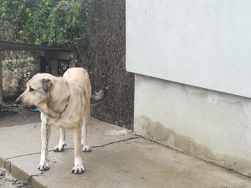  - Kangal