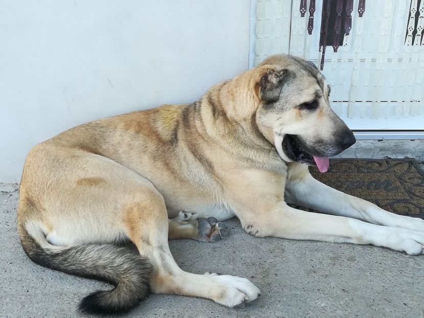  - Kangal