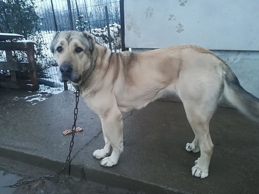  - Kangal