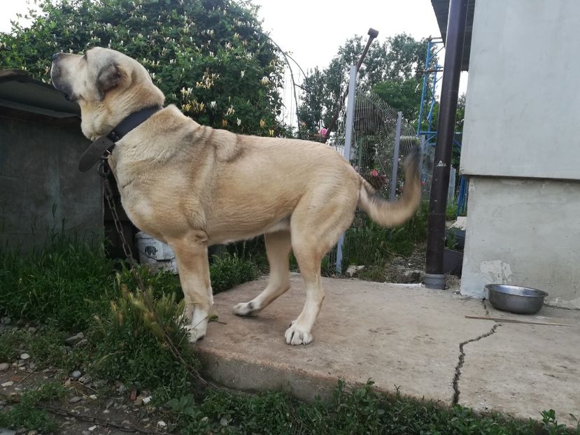  - Kangal