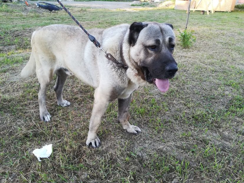  - Kangal Malakli Thor