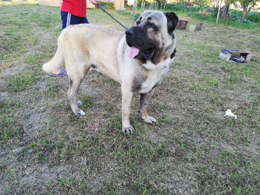  - Kangal Malakli Thor