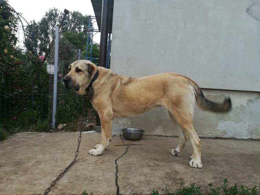 - Kangal Ursa
