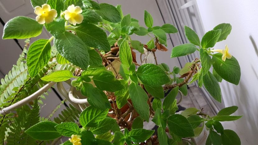 Episcia Tropical topas- inceput de inflorire - Alte plante de interior