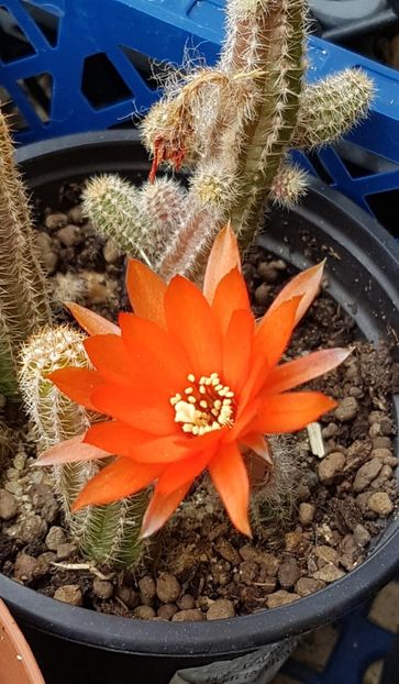  - Chamaecereus silvestrii