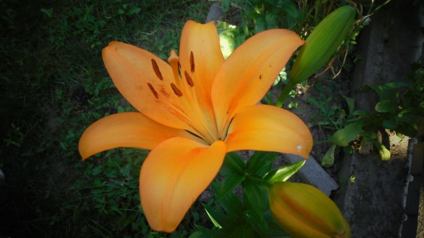 Cu multumiri! - Culori 2020