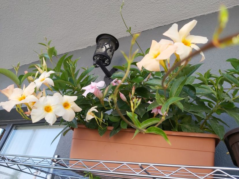  - dipladenia