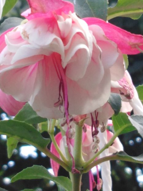 Juramcom - My Fuchsia Collection