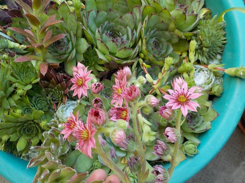  - Genul Sempervivum