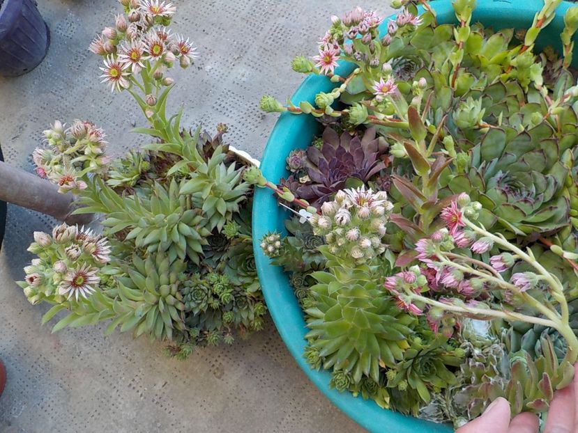  - Genul Sempervivum