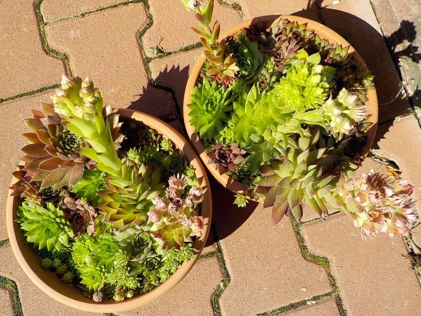  - Genul Sempervivum