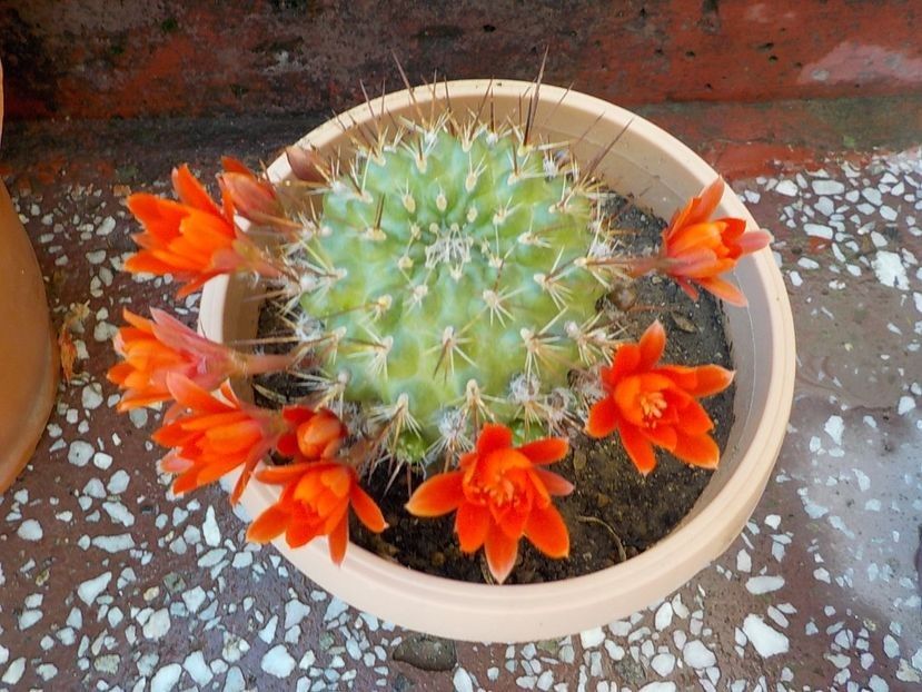  - rebutia sunris