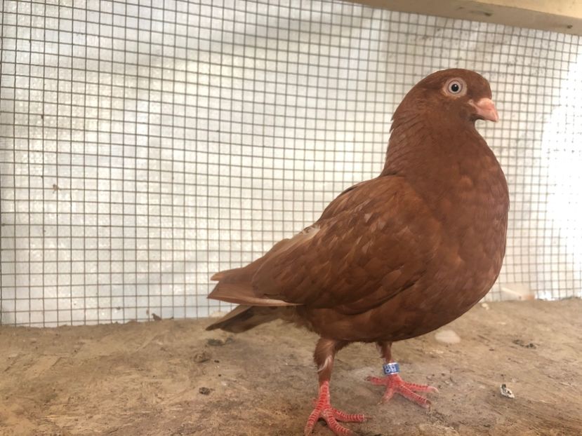 130/18 - 3-lot zbor 2020