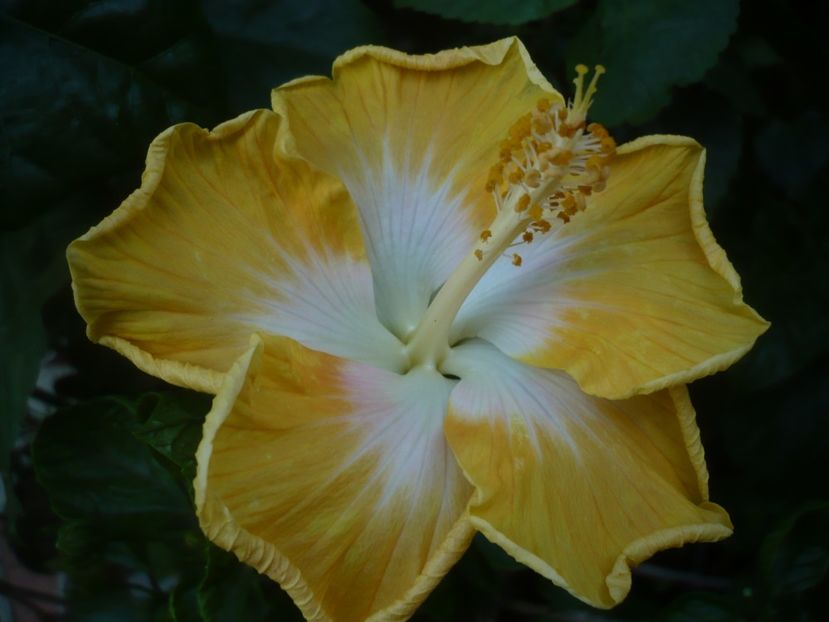 05.07.2020 - HIBISCUSI 2020-1