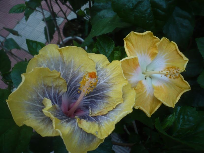 P1440698 - HIBISCUSI 2020-1