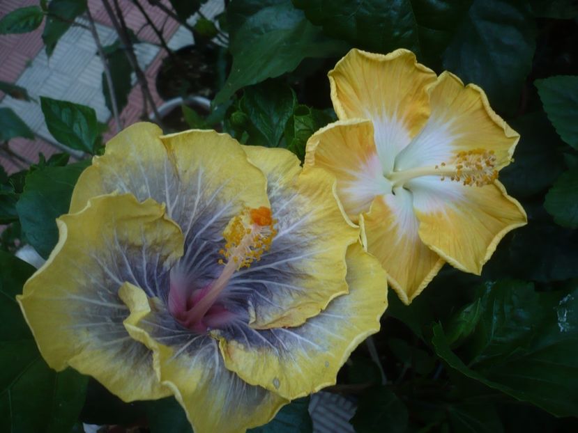 P1440699 - HIBISCUSI 2020-1