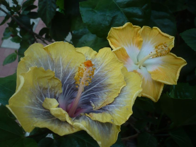 P1440701 - HIBISCUSI 2020-1