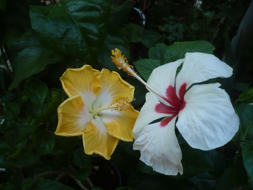 P1440702 - HIBISCUSI 2020-1