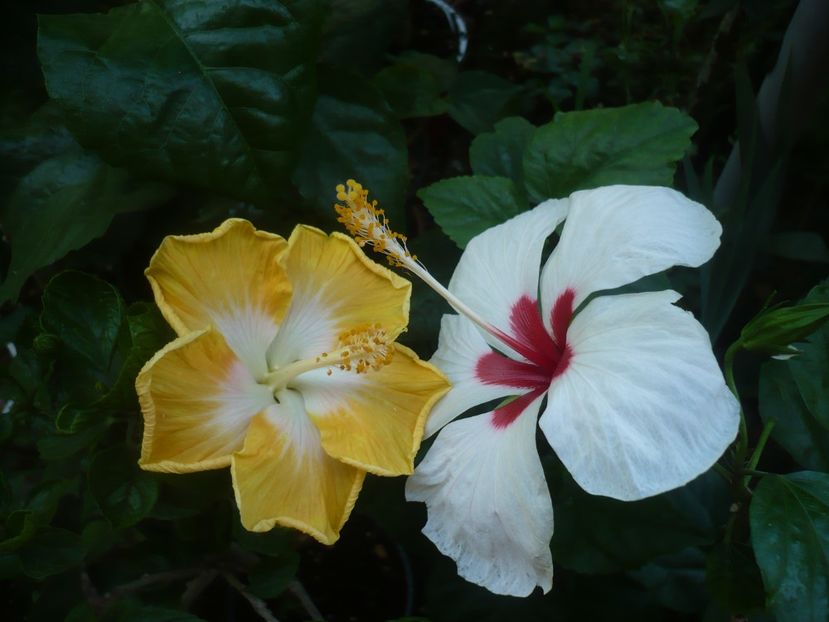 P1440703 - HIBISCUSI 2020-1