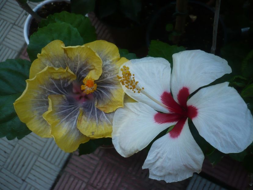 P1440704 - HIBISCUSI 2020-1