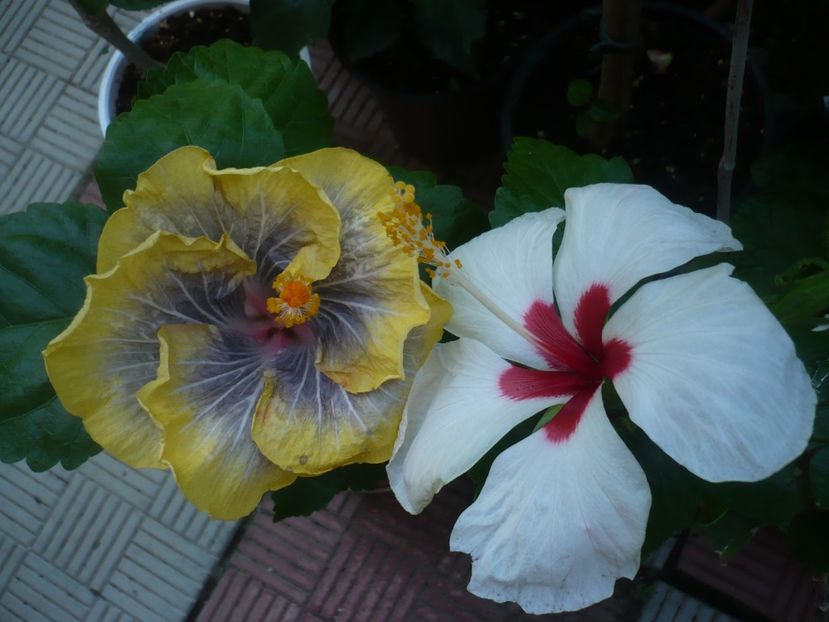 P1440705 - HIBISCUSI 2020-1