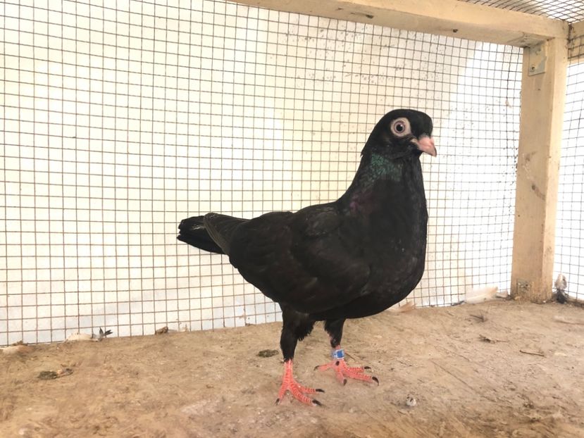 126/18 - 3-lot zbor 2020