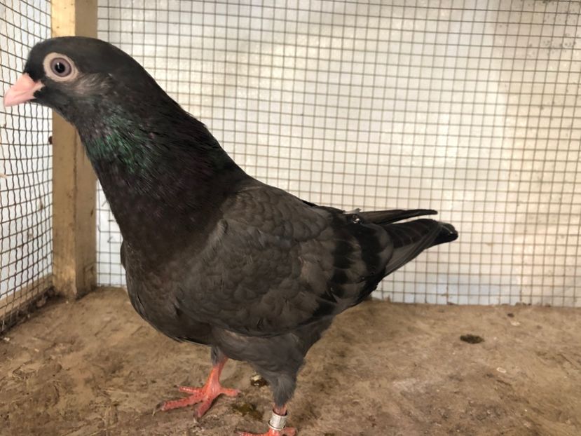 127/14 - 3-lot zbor 2020